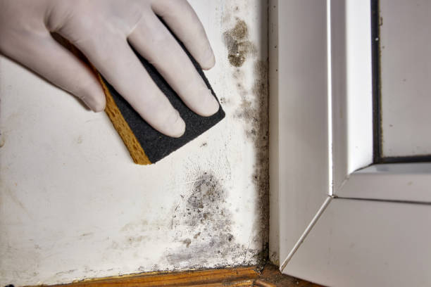 Mold Documentation for Insurance Claims in Grand Coulee, WA